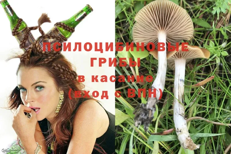 цена наркотик  Вышний Волочёк  Галлюциногенные грибы Psilocybe 